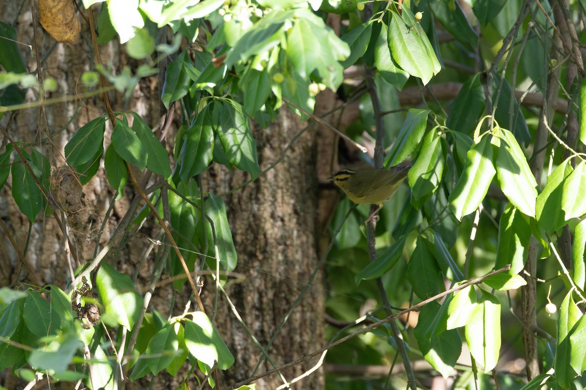 Worm-eating Warbler - ML642841405
