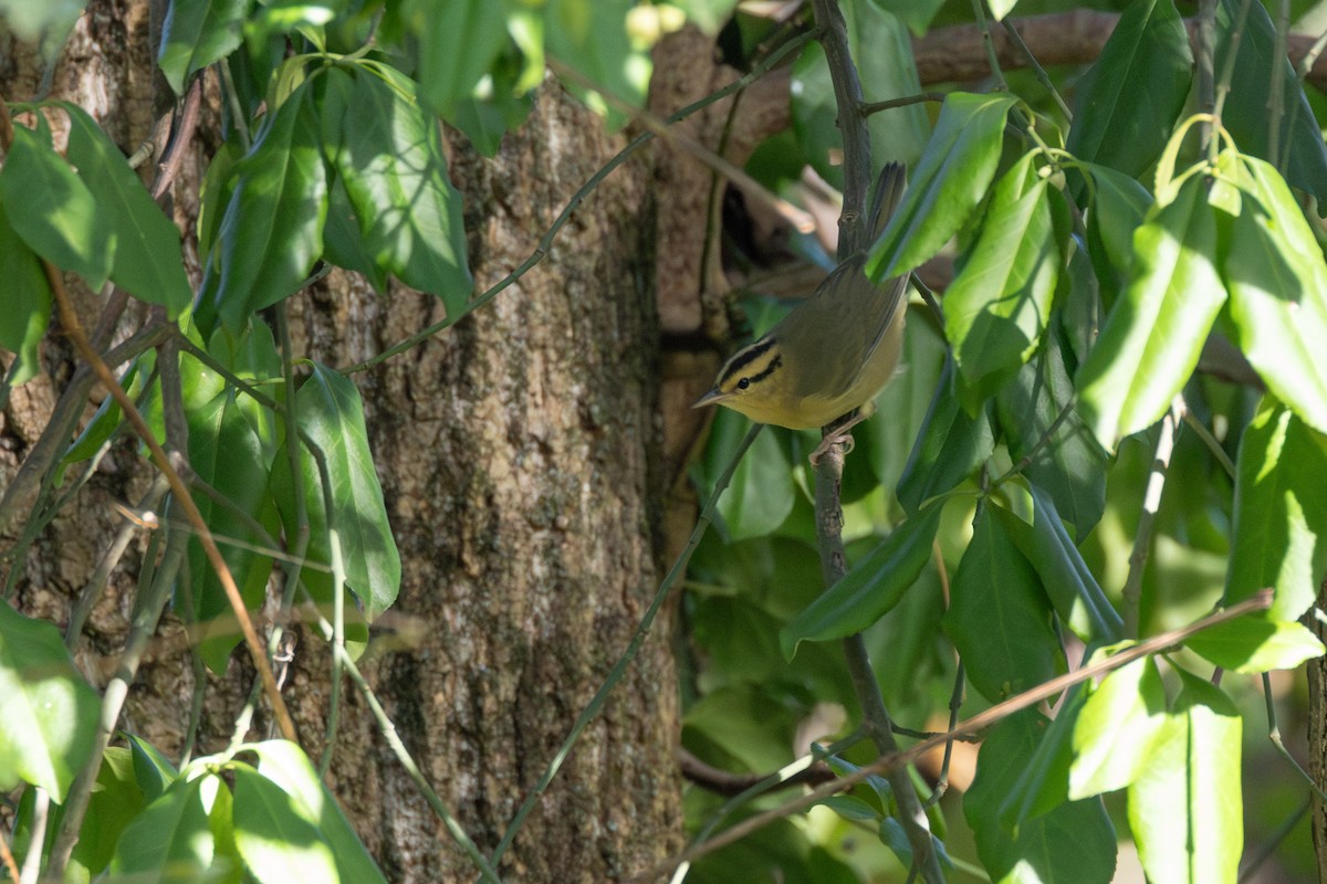 Worm-eating Warbler - ML642841406