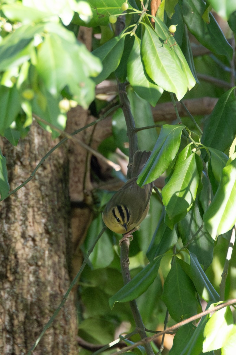 Worm-eating Warbler - ML642841407