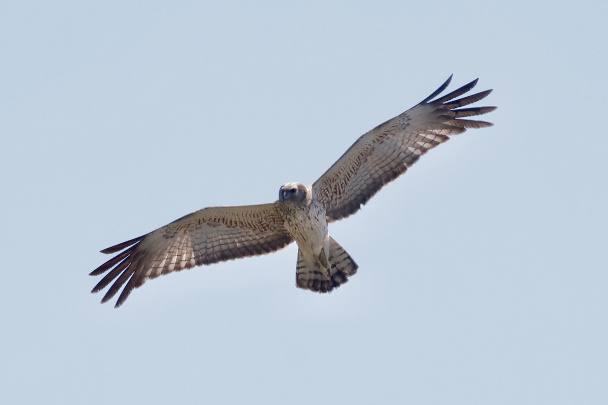 Spotted Harrier - ML642841439