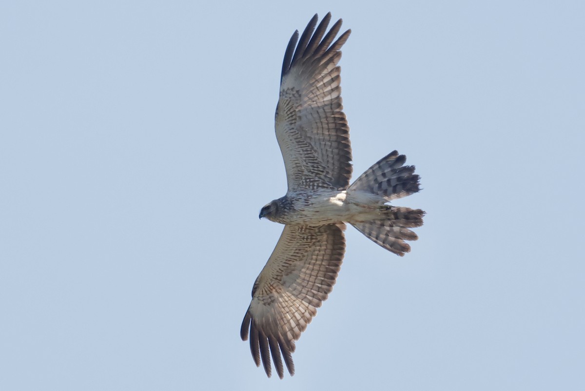 Spotted Harrier - ML642841440