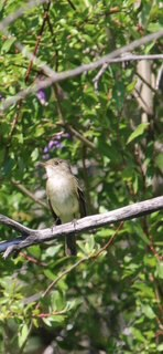 Willow Flycatcher - ML642841460