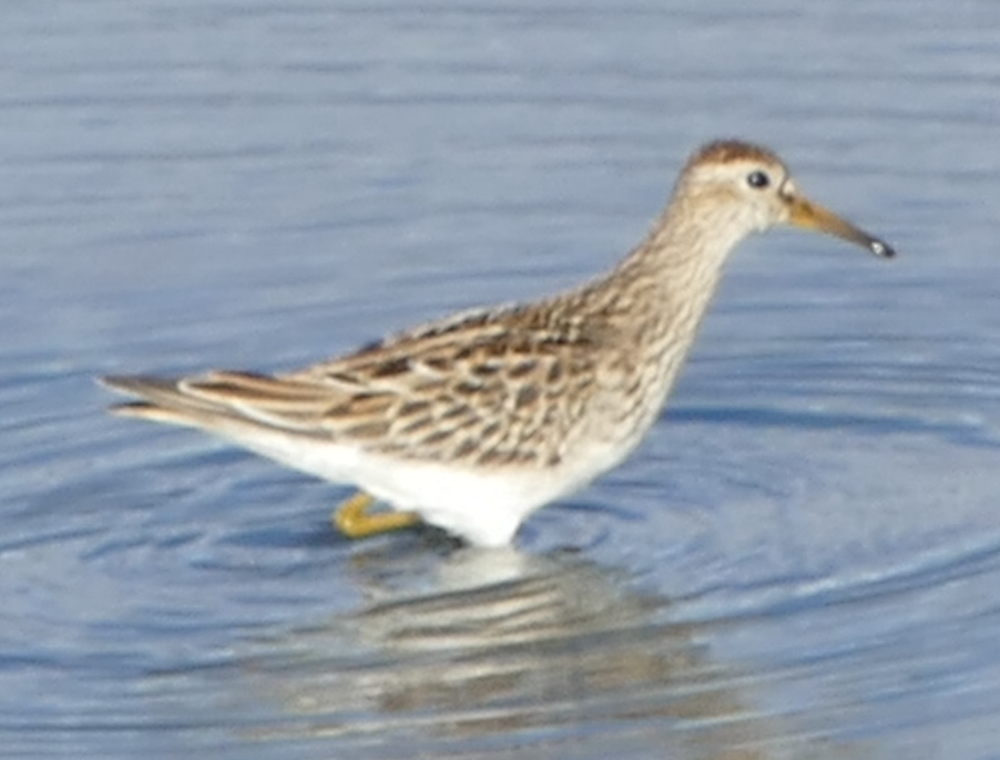 Pectoral Sandpiper - ML642841471