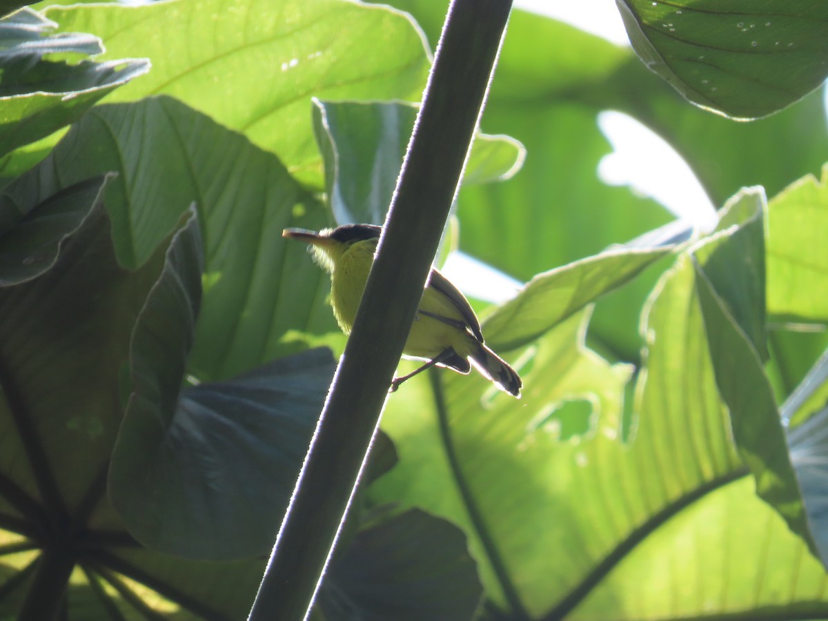 Common Tody-Flycatcher - ML642841472
