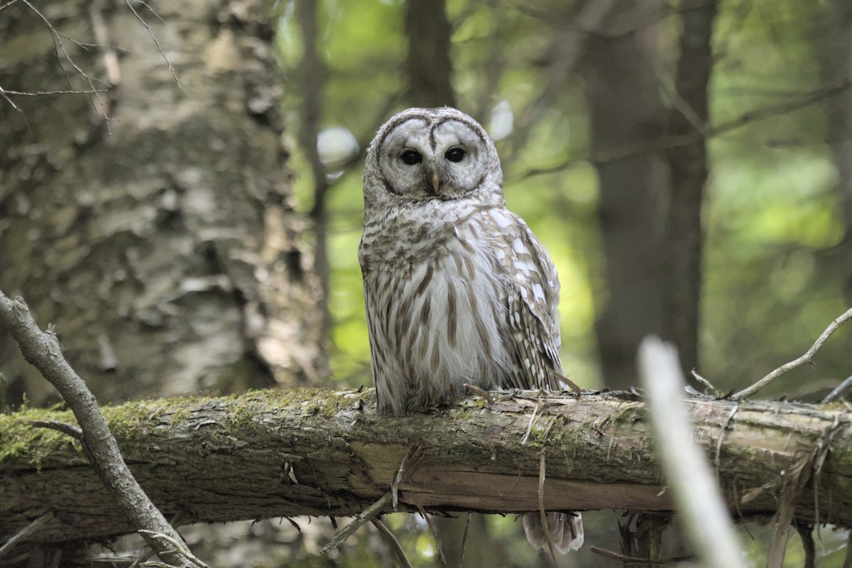 Barred Owl - ML642841475