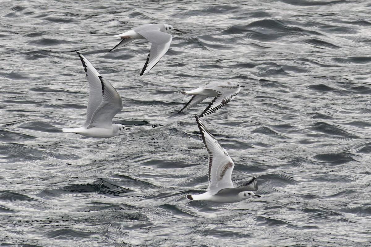 Bonaparte's Gull - ML642841478