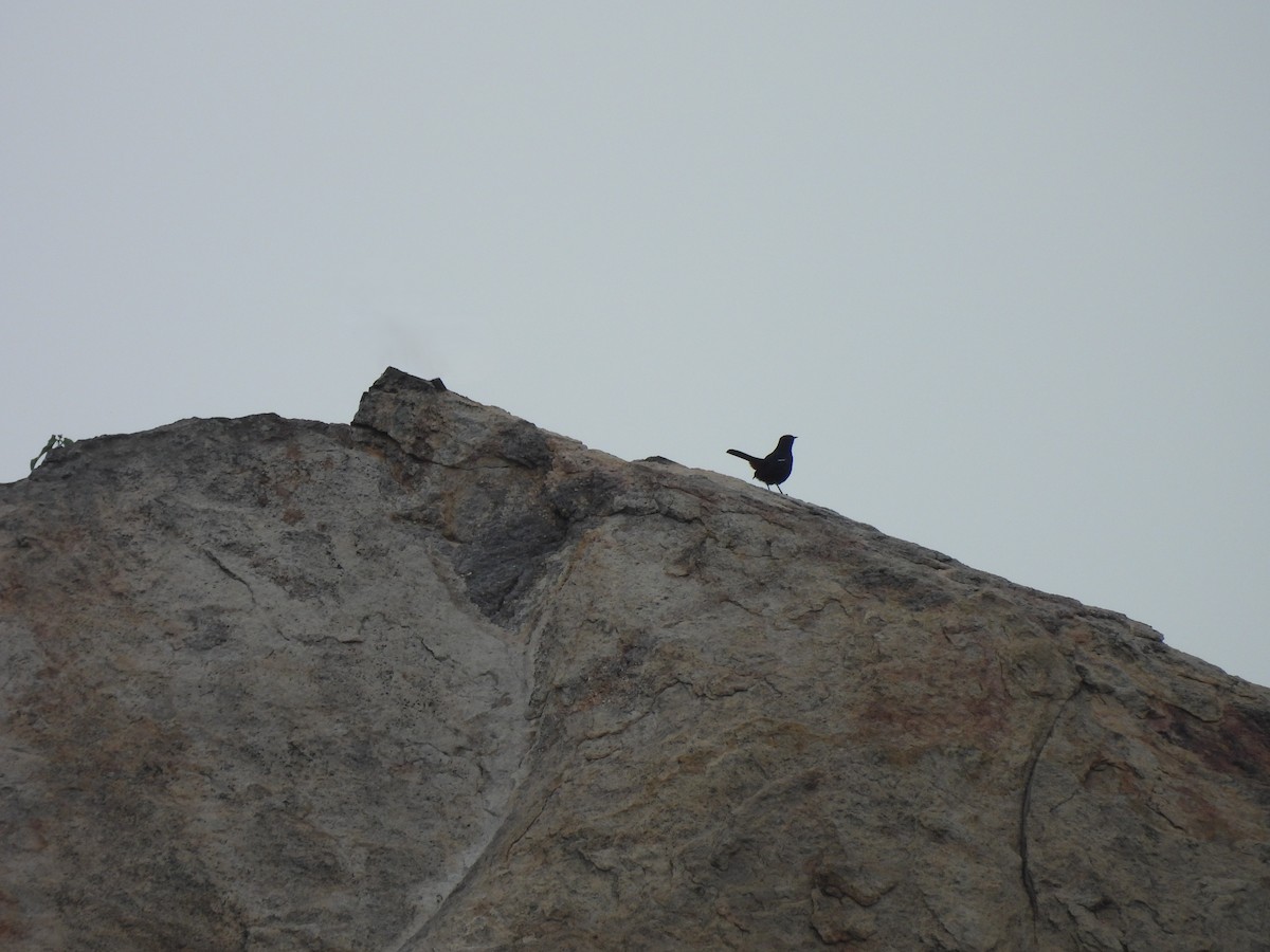Indian Robin - ML642841483