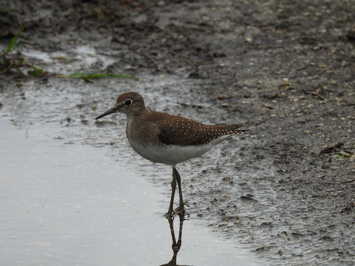 Solitary Sandpiper - ML642841484