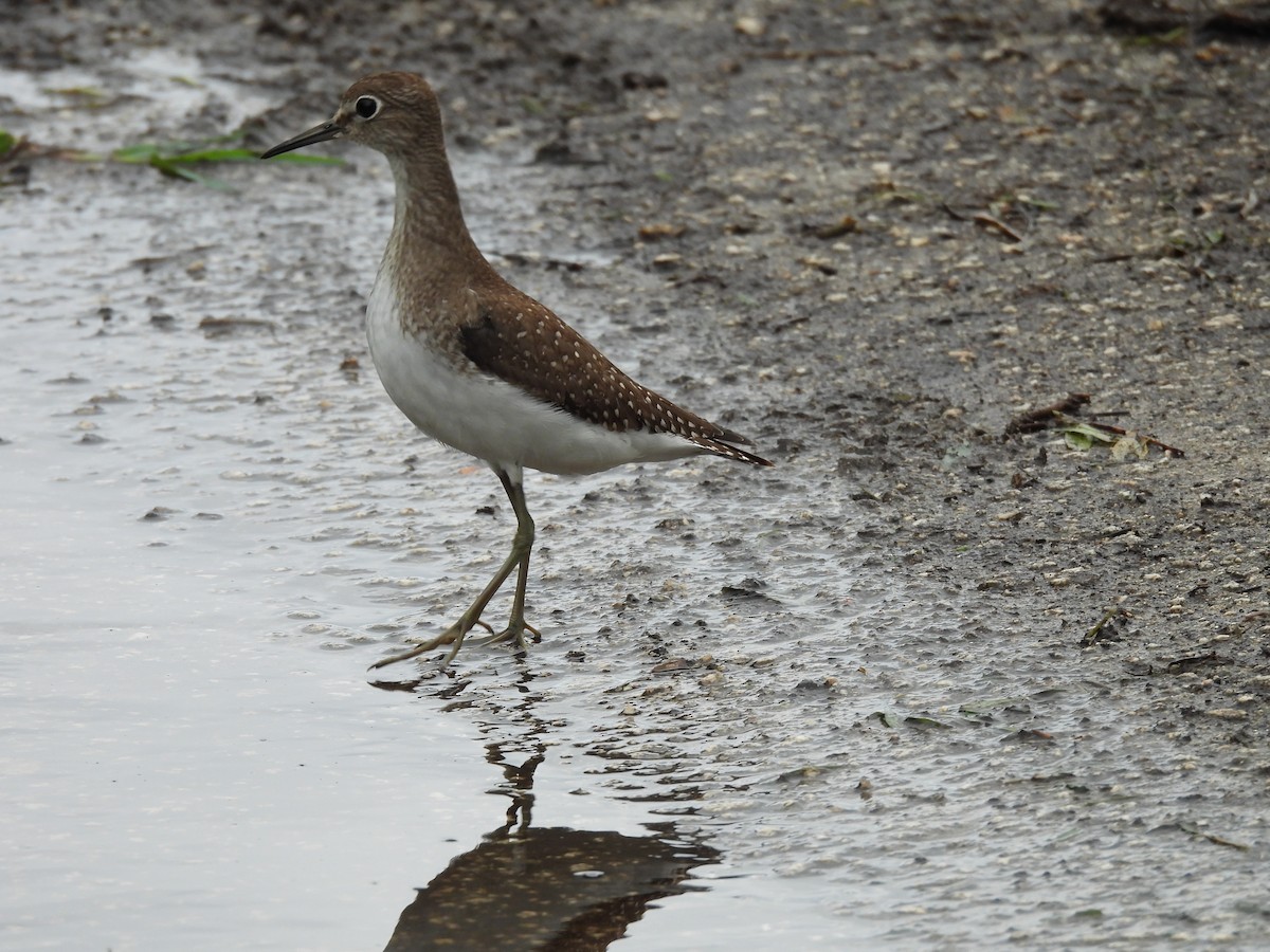 Solitary Sandpiper - ML642841485