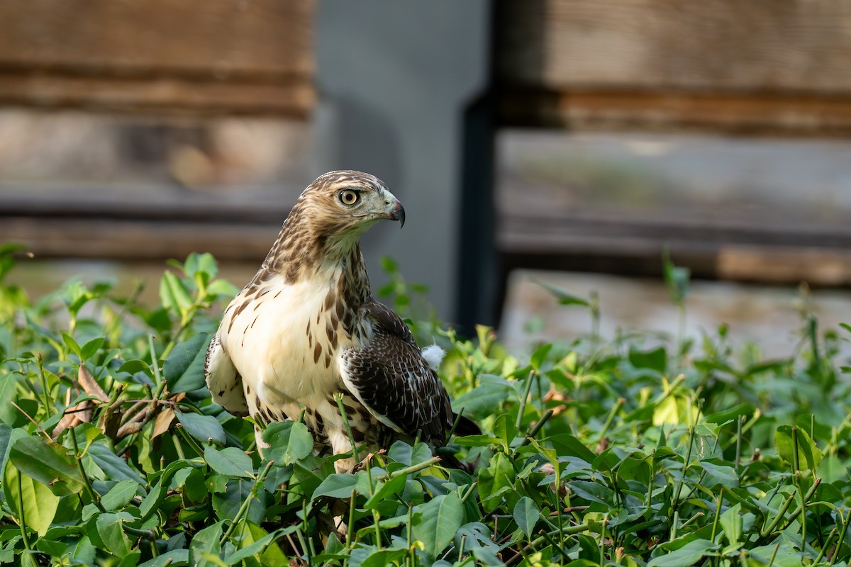Red-tailed Hawk - ML642841488