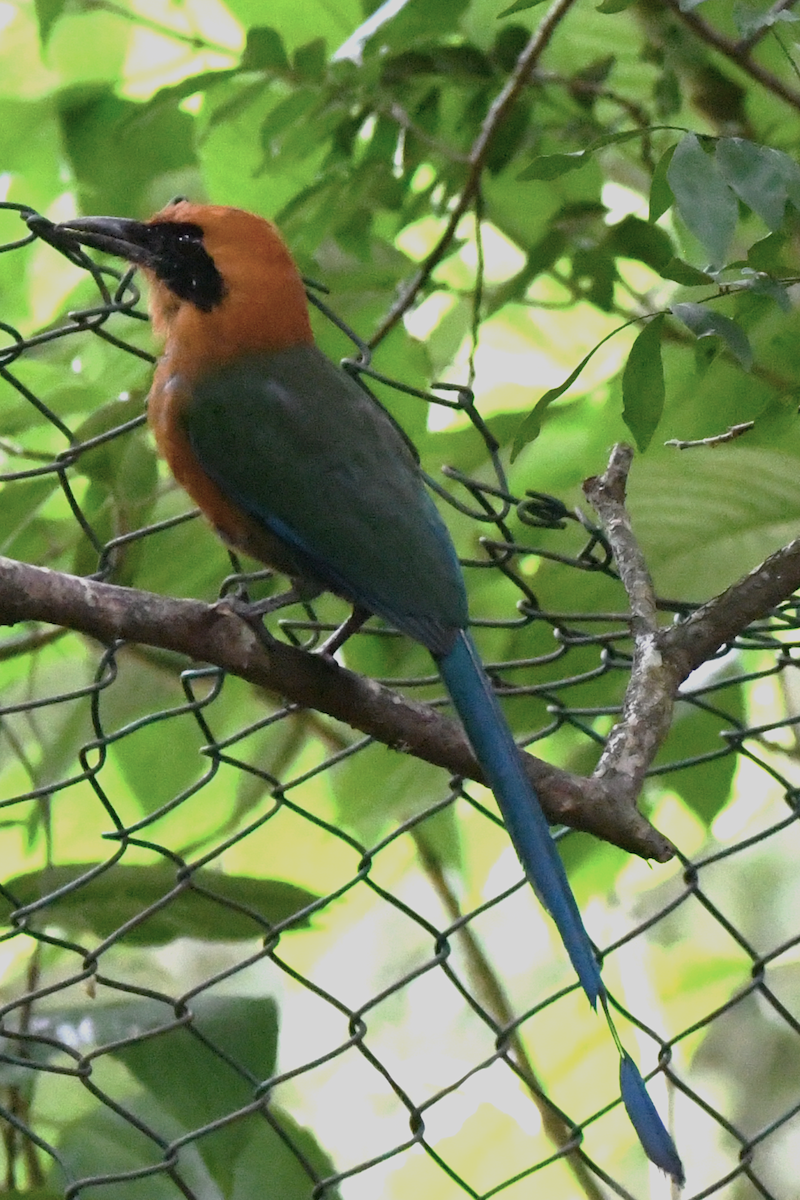 Rufous Motmot - ML642841491