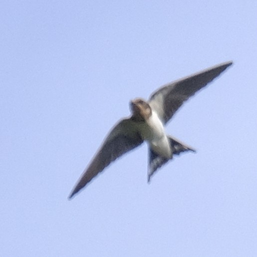 Barn Swallow - ML642841492
