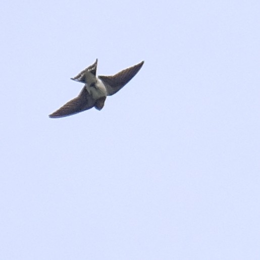 Barn Swallow - ML642841493