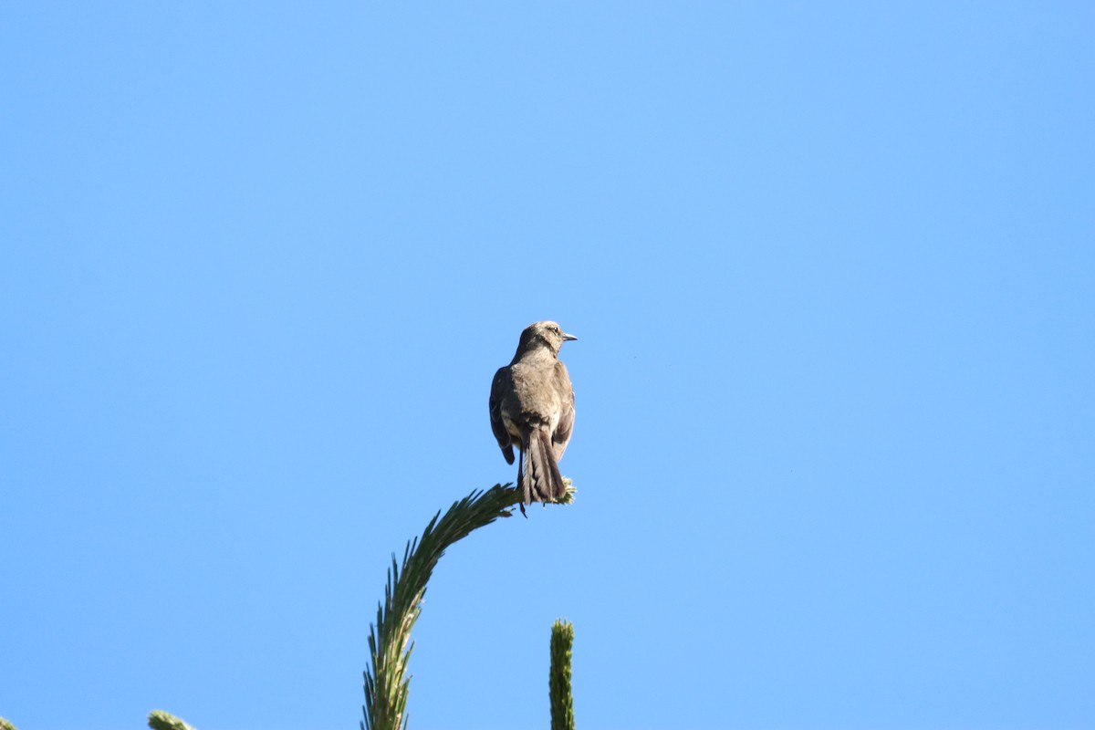 Chilean Mockingbird - ML642841494