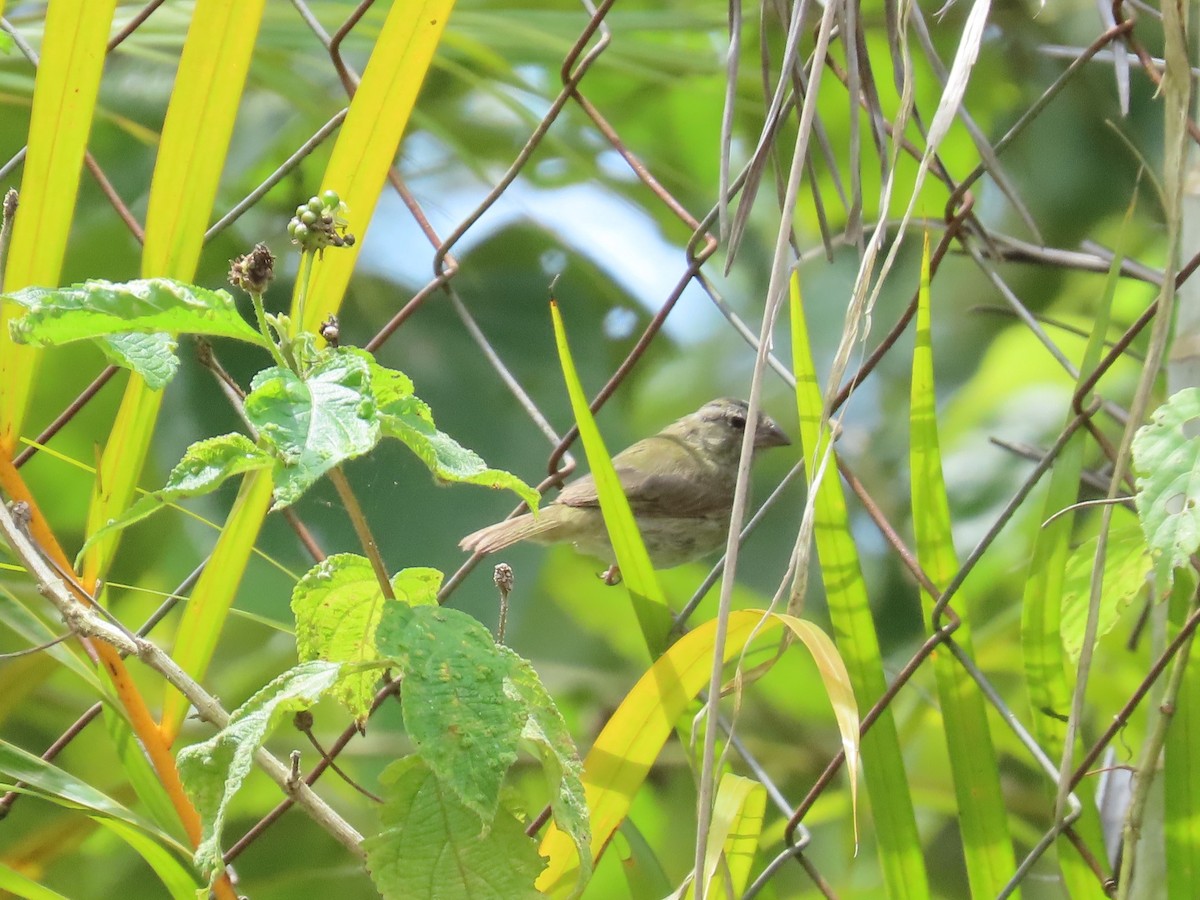 Yellow-bellied Seedeater - ML642841495