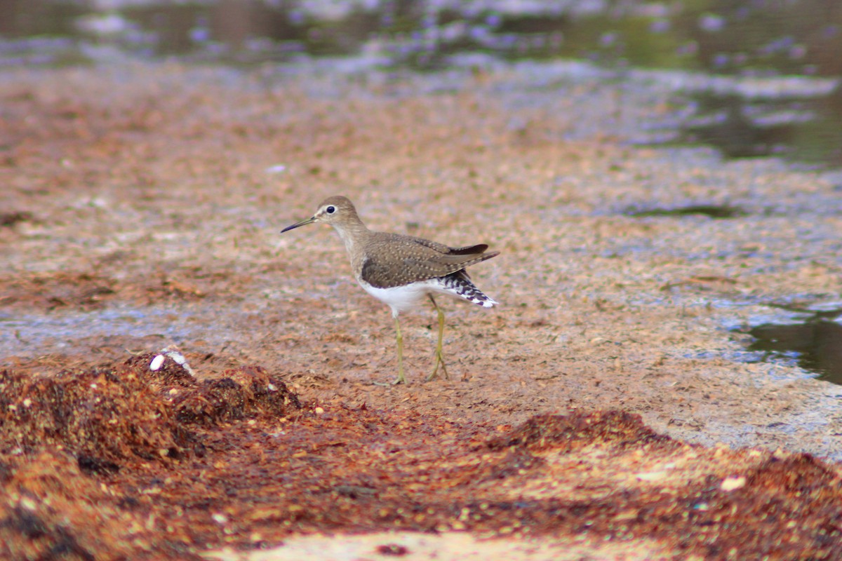 Solitary Sandpiper - ML642841496