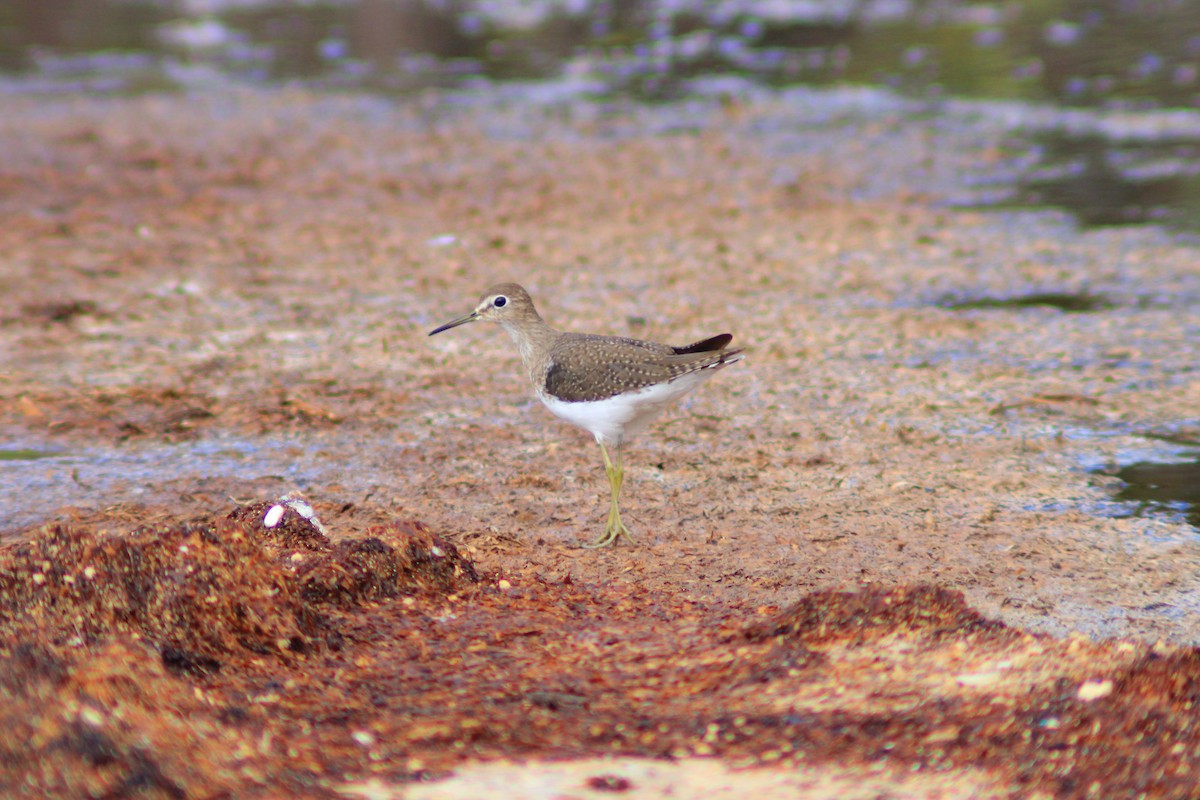 Solitary Sandpiper - ML642841497