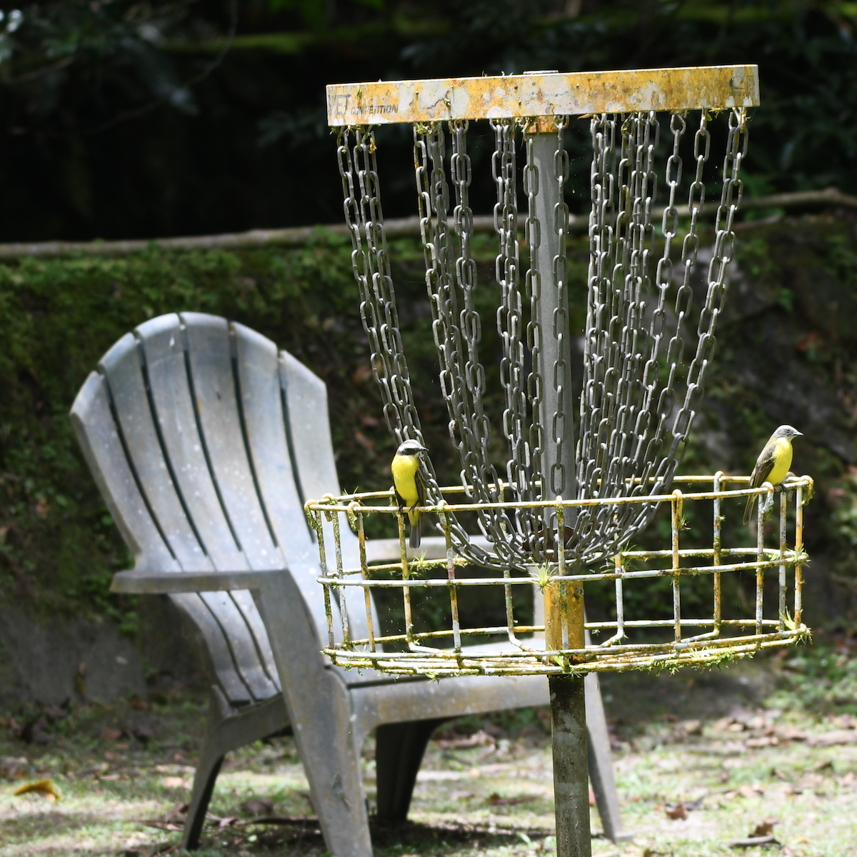 Social Flycatcher - ML642841498