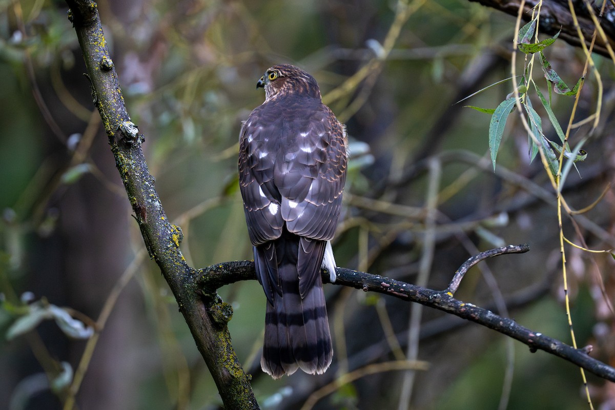 Sharp-shinned Hawk - ML642841499