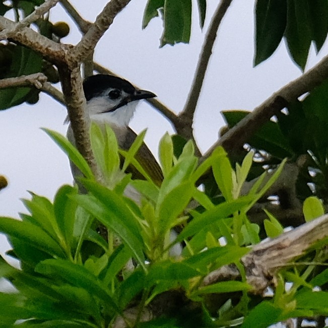Styan's Bulbul - ML642841501