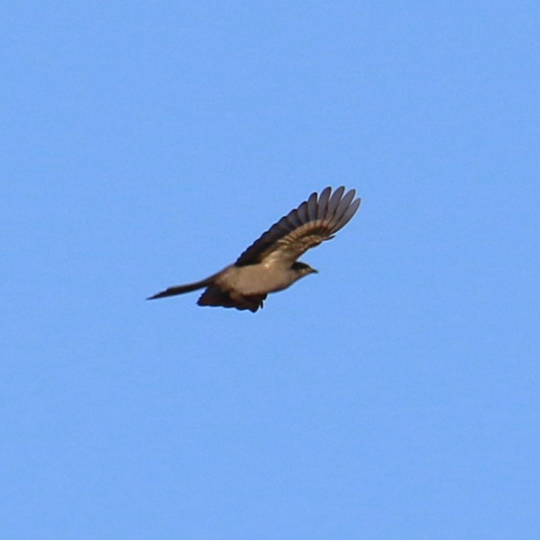 Townsend's Solitaire - ML642841504