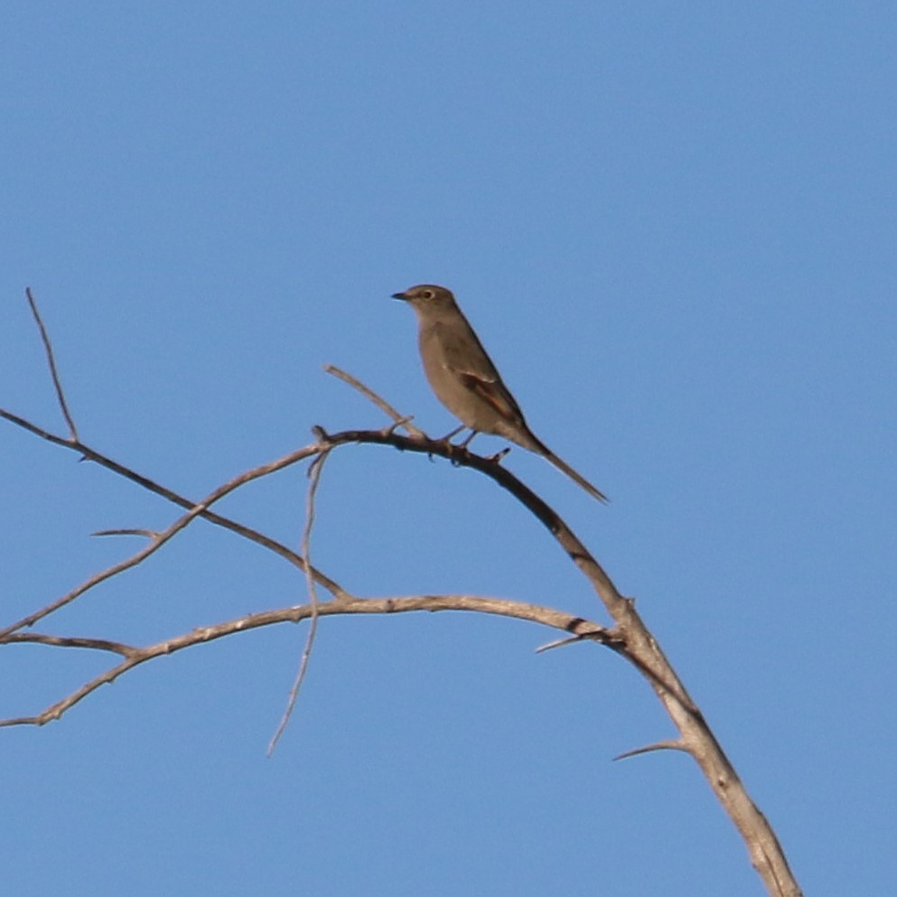 Townsend's Solitaire - ML642841505