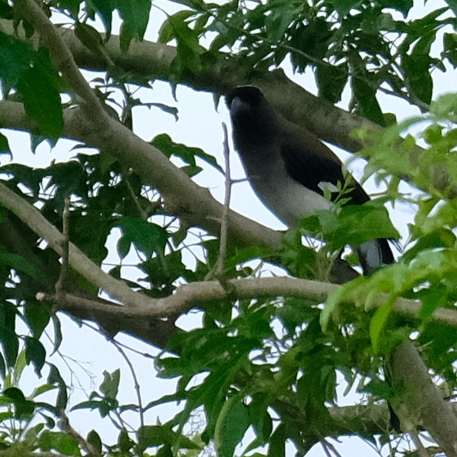 Gray Treepie - ML642841506