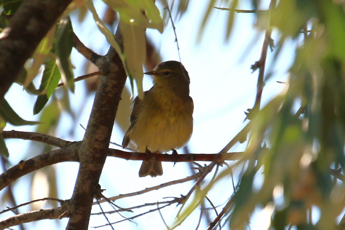 Orange-crowned Warbler - ML642841508