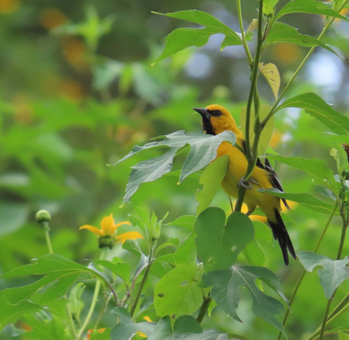 Yellow Oriole - ML642841509
