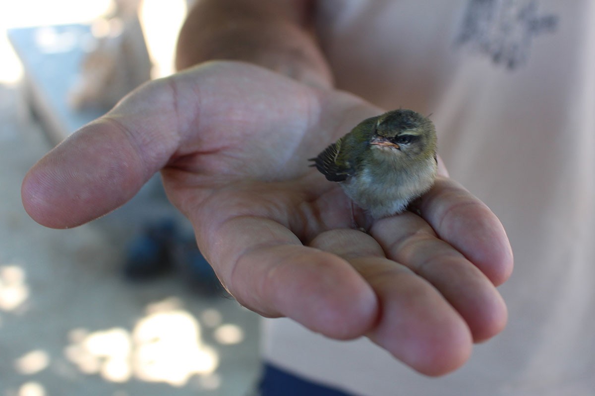 Common Firecrest - ML64284151