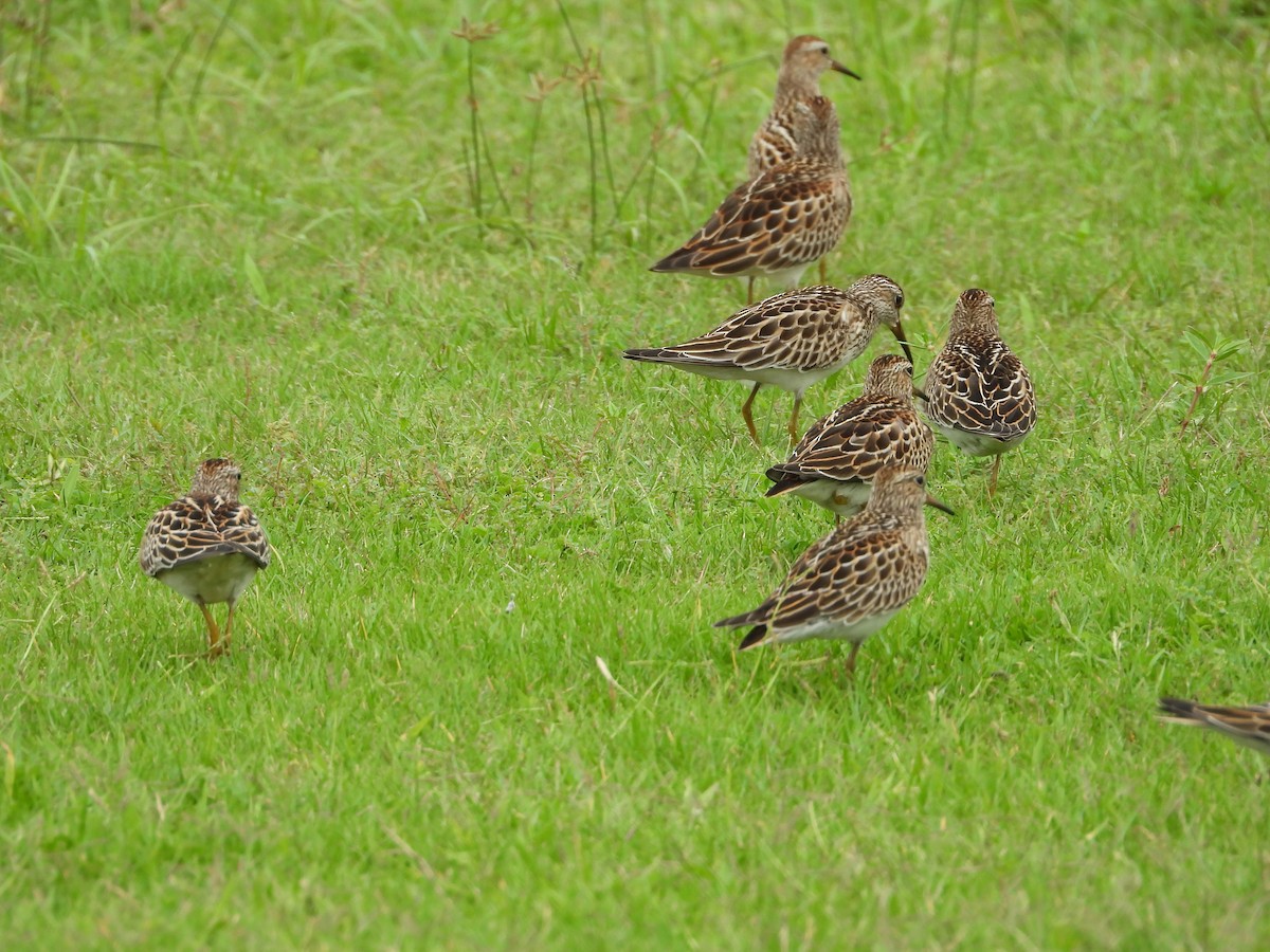 Pectoral Sandpiper - ML642841510