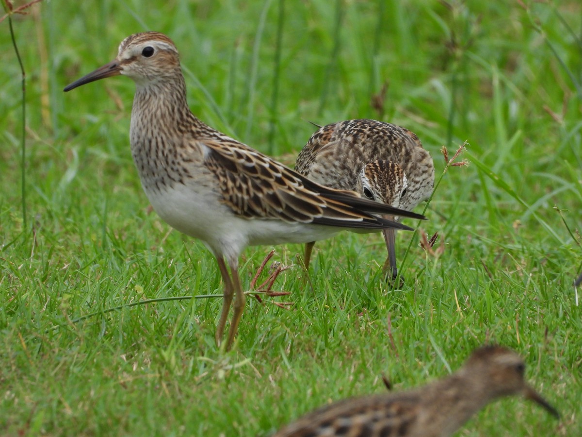 Pectoral Sandpiper - ML642841514