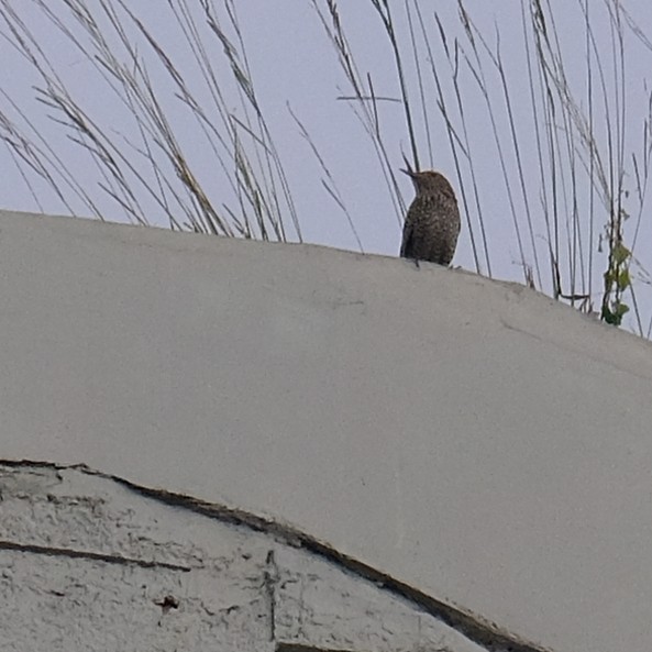 Passero solitario - ML642841515
