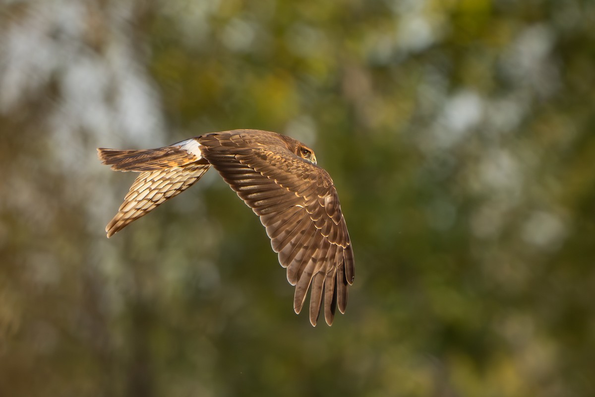 Northern Harrier - ML642841517