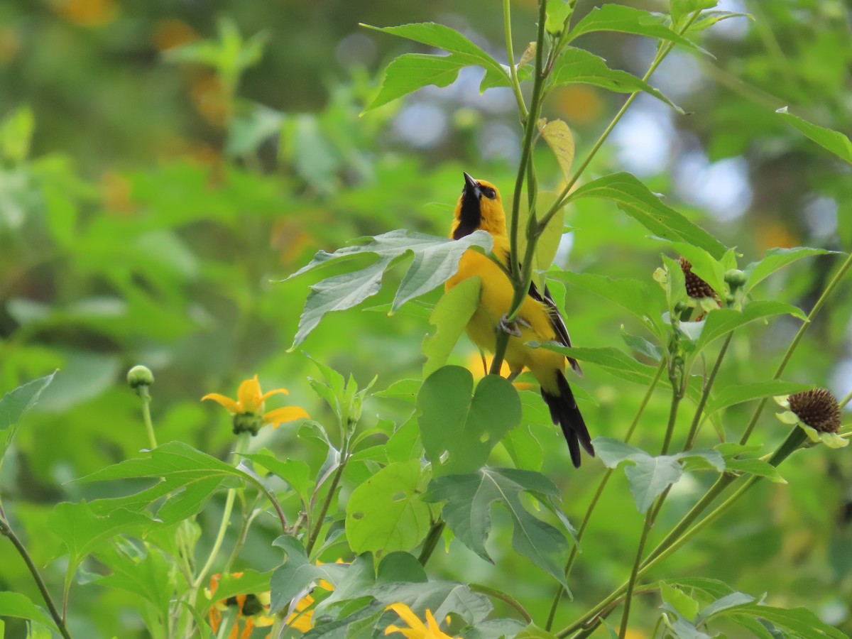Yellow Oriole - ML642841520