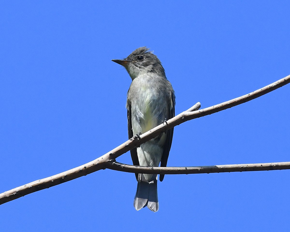 Eastern Wood-Pewee - ML642841521