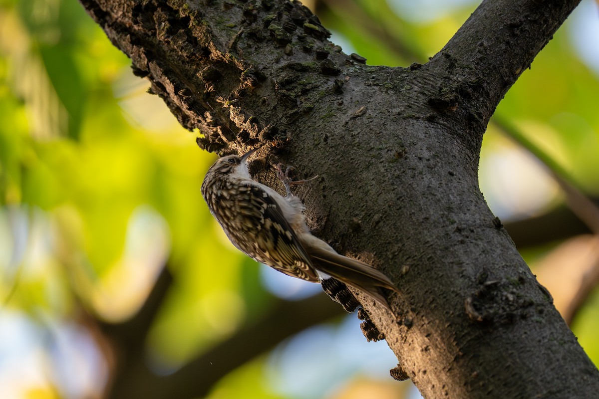 Brown Creeper - ML642841522
