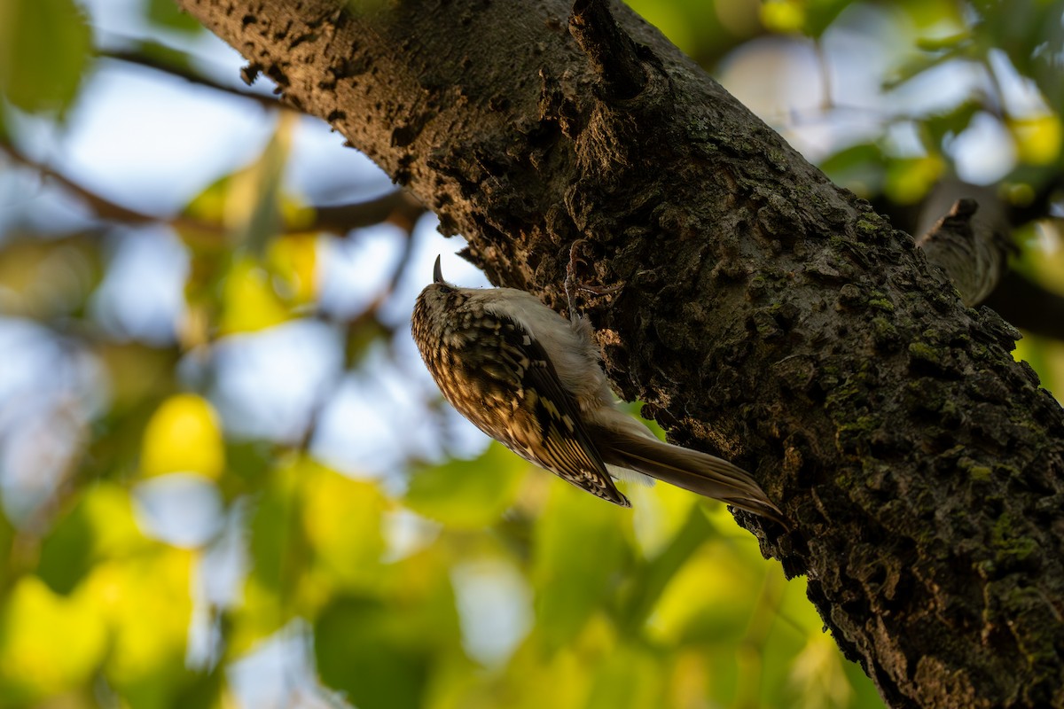 Brown Creeper - ML642841523