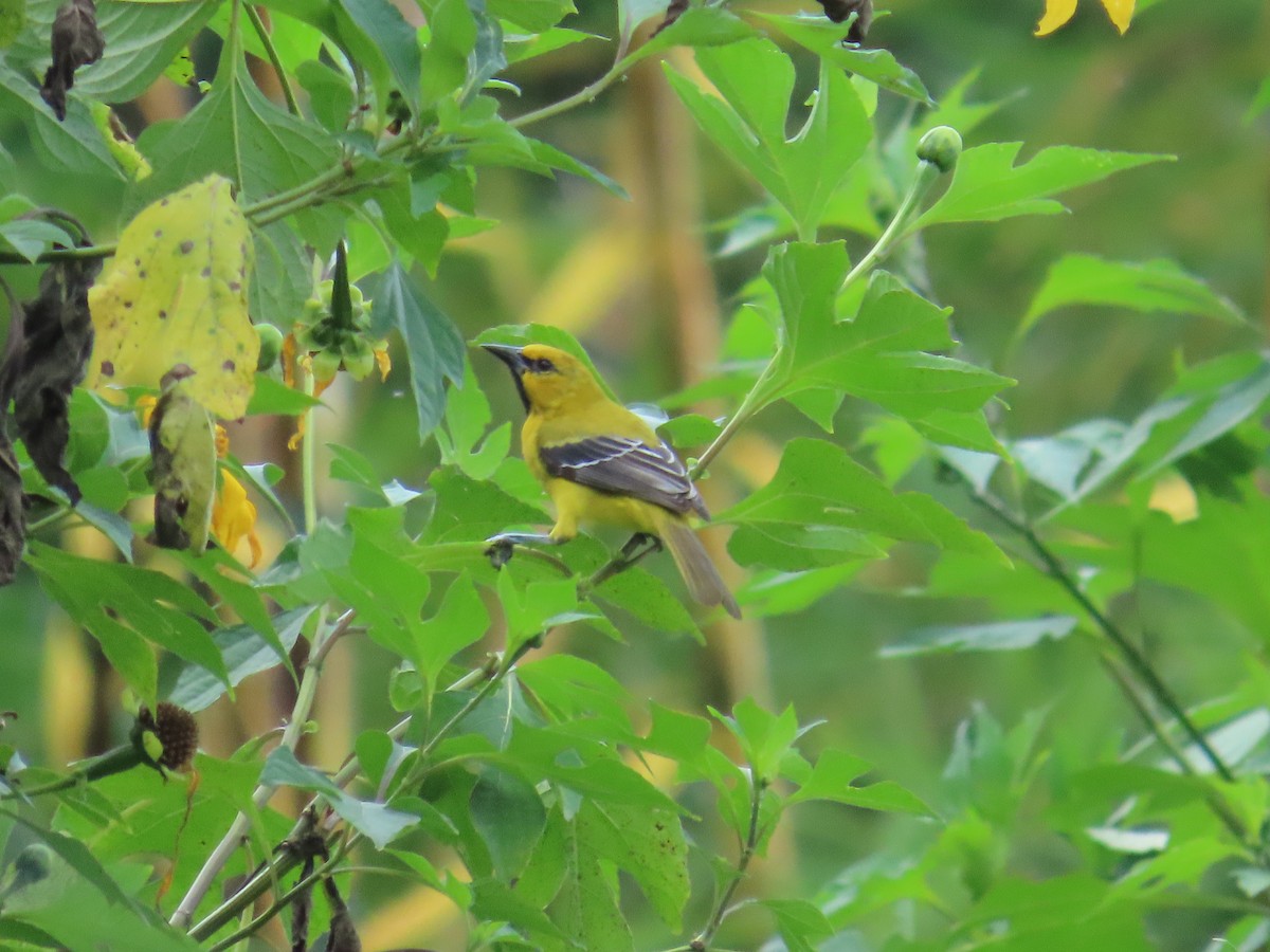 Yellow Oriole - ML642841524