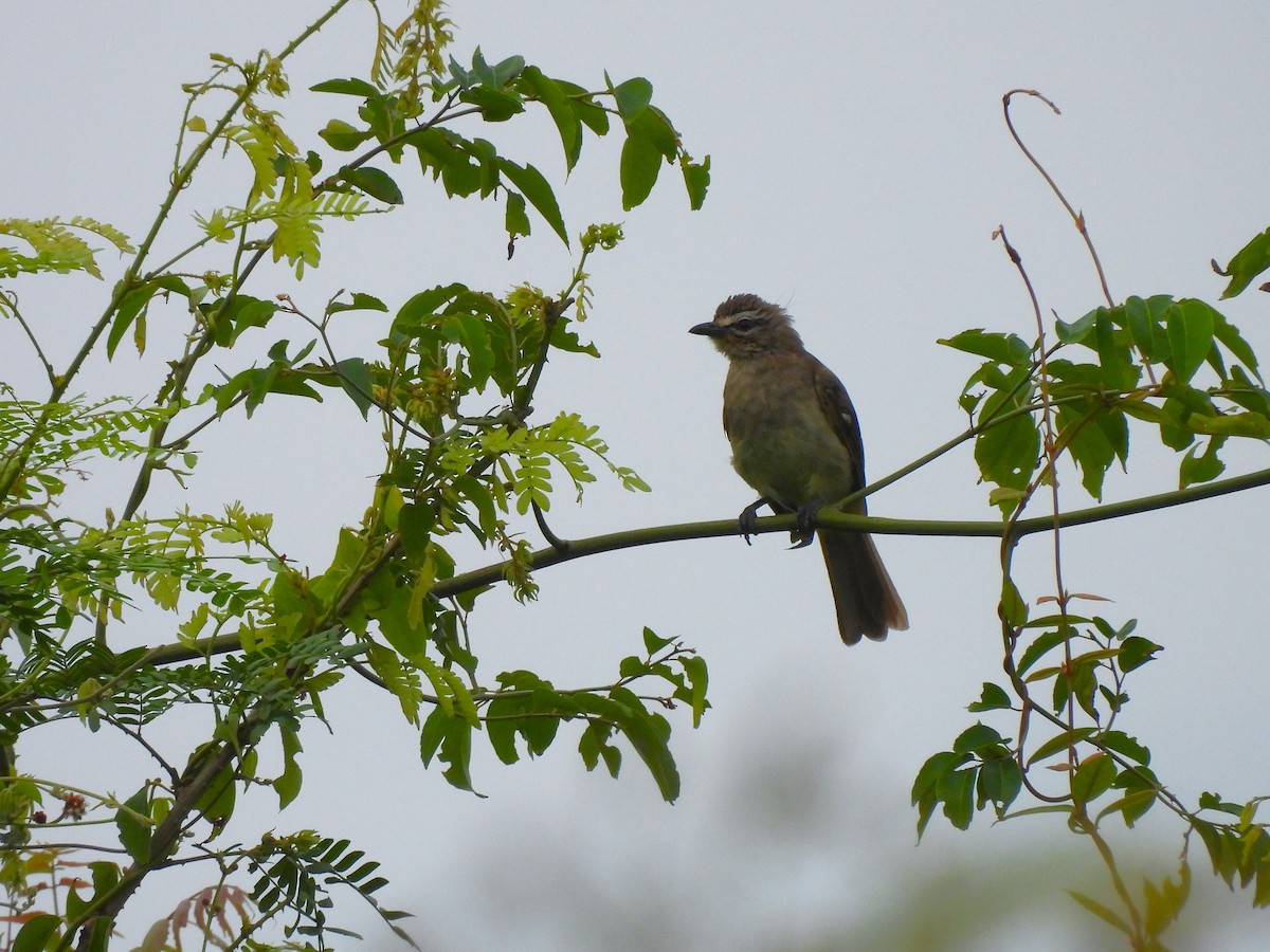 White-browed Bulbul - ML642841526