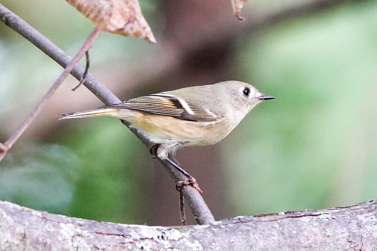 Ruby-crowned Kinglet - ML642841527