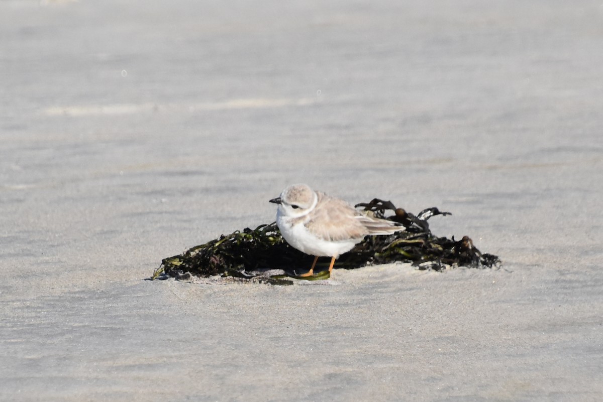 Piping Plover - ML642841528