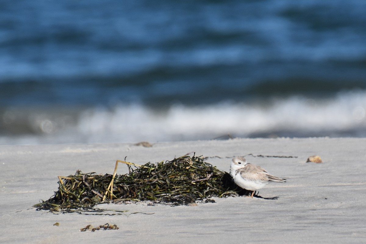 Piping Plover - ML642841529