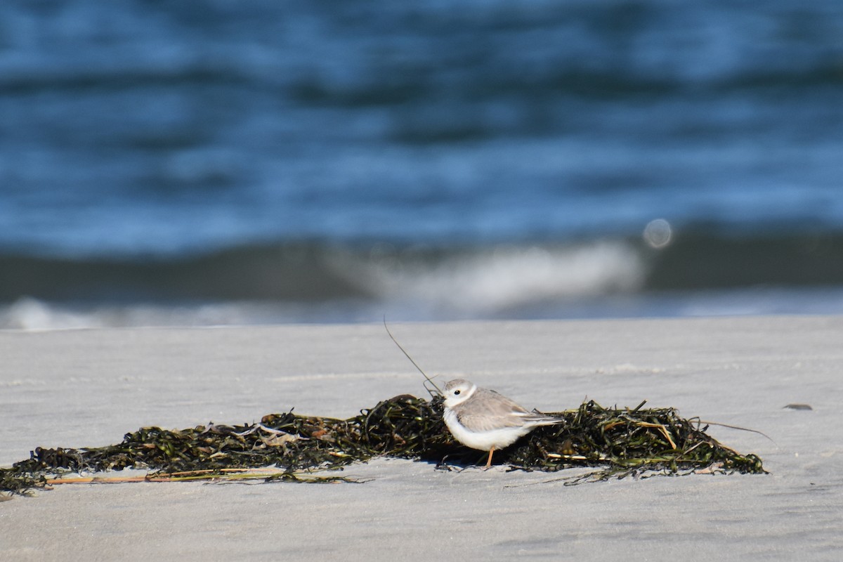 Piping Plover - ML642841530
