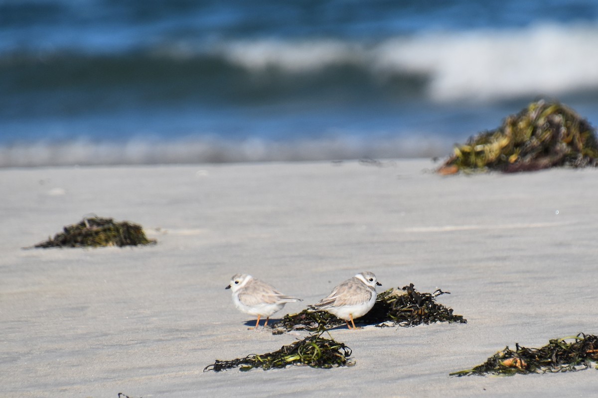 Piping Plover - ML642841531