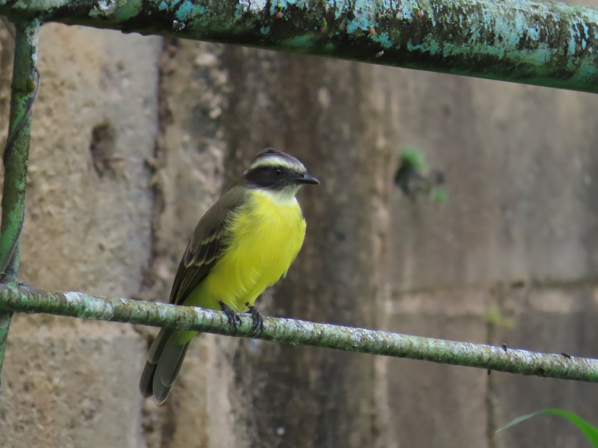 Social Flycatcher - ML642841533