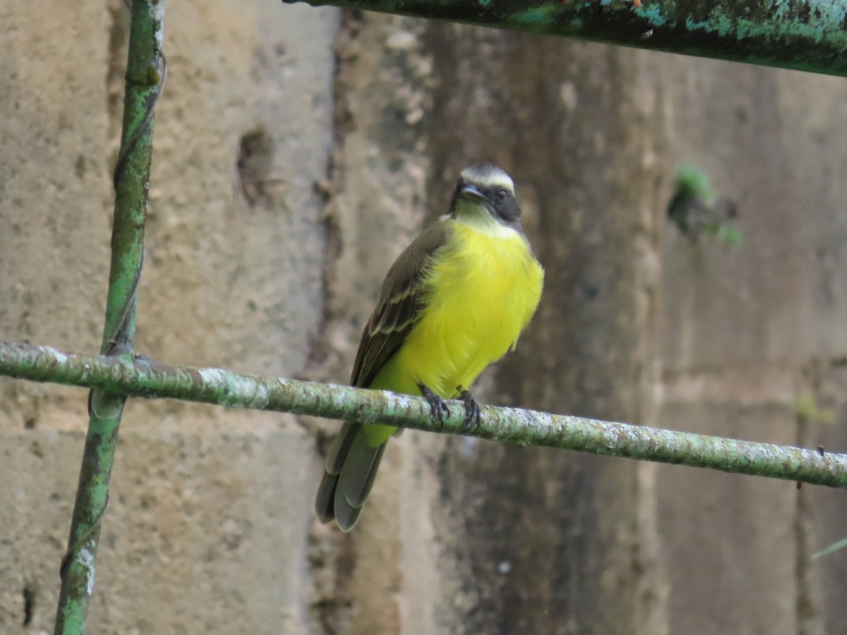 Social Flycatcher - ML642841536