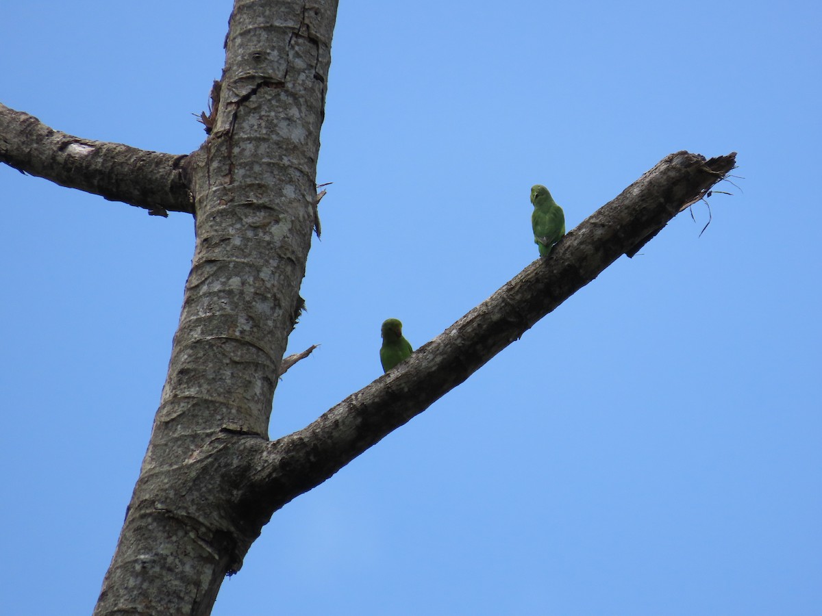 Green-rumped Parrotlet - ML642841541