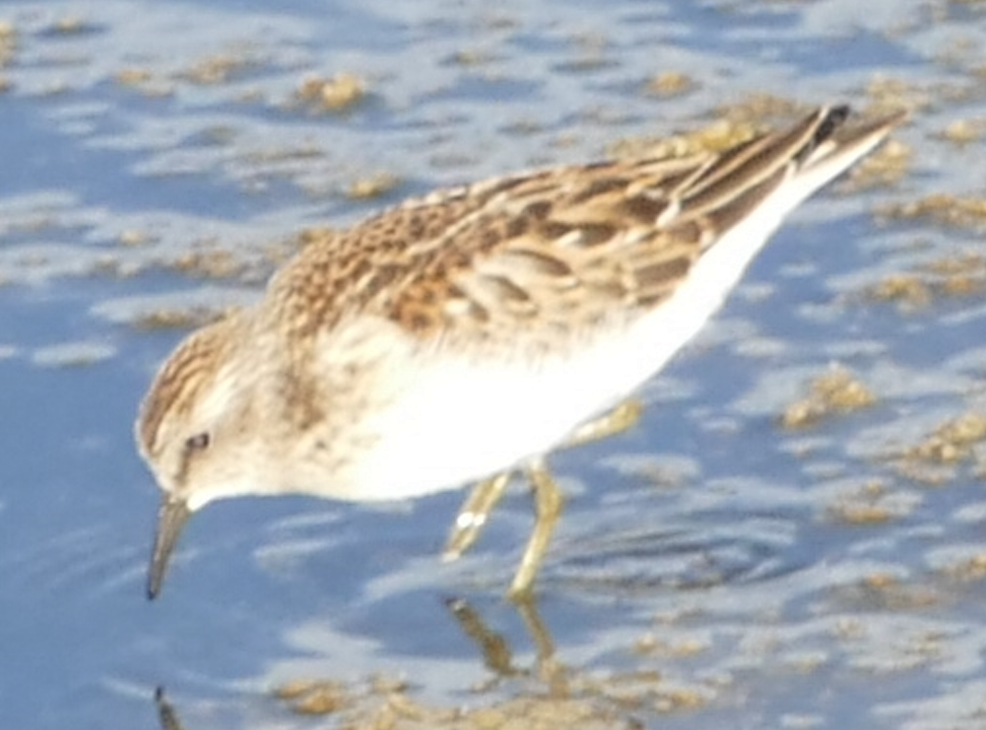 Least Sandpiper - ML642841542