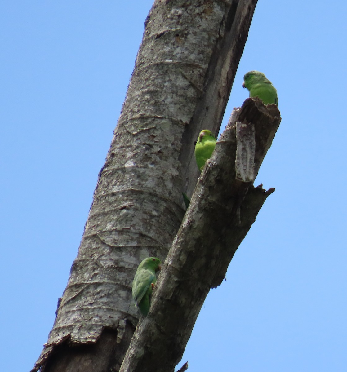 Green-rumped Parrotlet - ML642841556